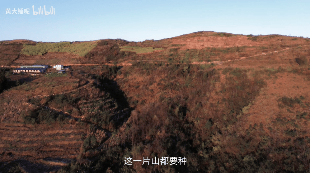 211大学生回村养猪？网友集体羡慕！