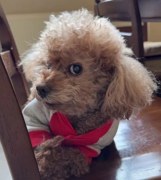 宠物也有“年夜饭”,价格近300元!宠物美容涨价,年前已无档期……