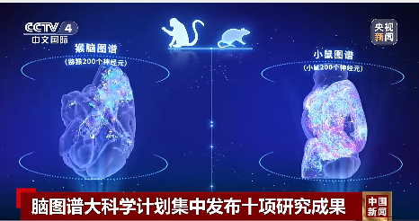 我国科学家在世界上首次绘制！事关脑科学