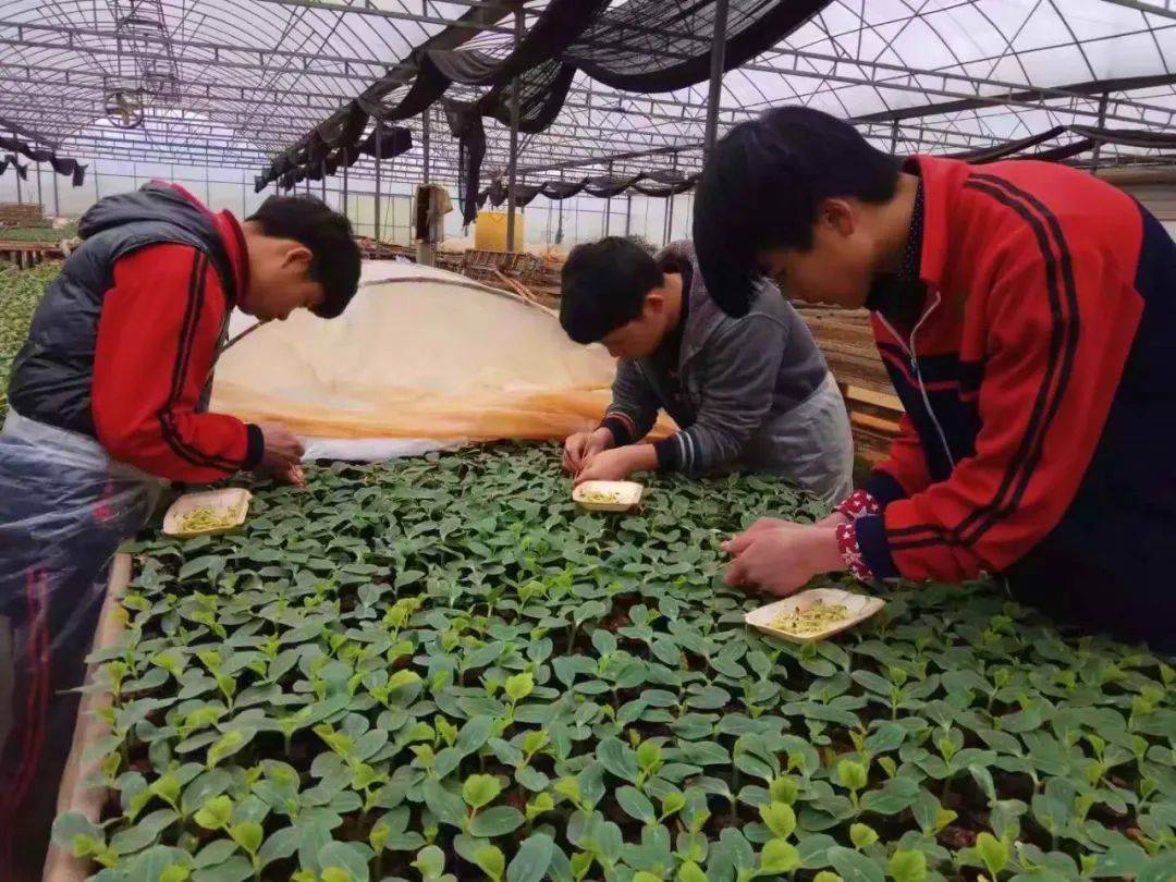 园艺技术毕业以后找什么工作好 园艺技术毕业以后找什么工作好