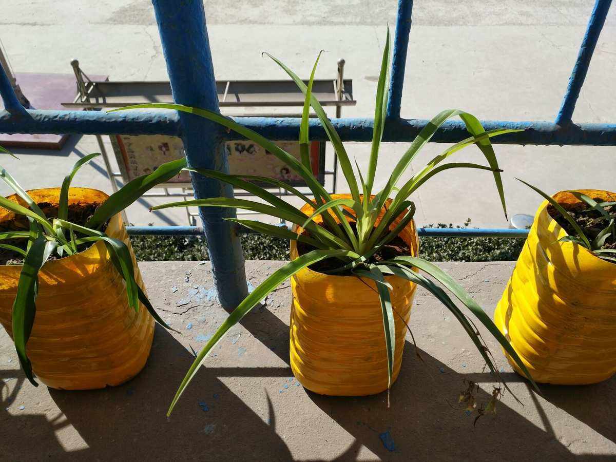 大学毕业后的花盆怎么处理的简单介绍