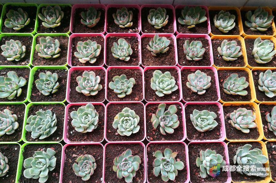 大学毕业后的花盆怎么处理的简单介绍